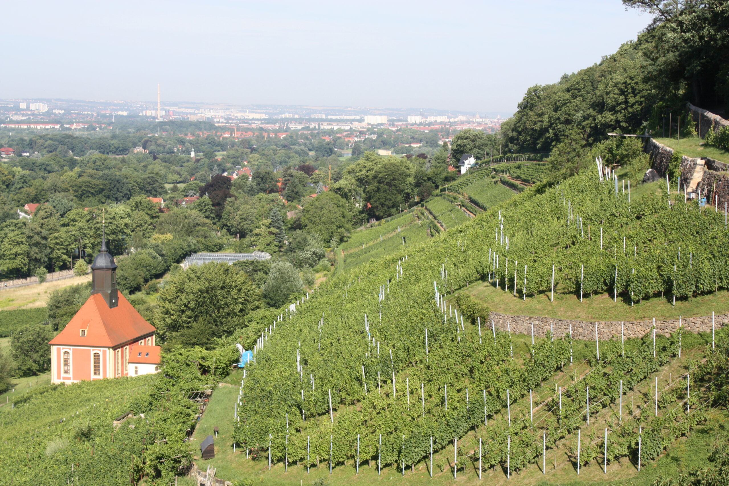 WeinWanderung Pillnitz