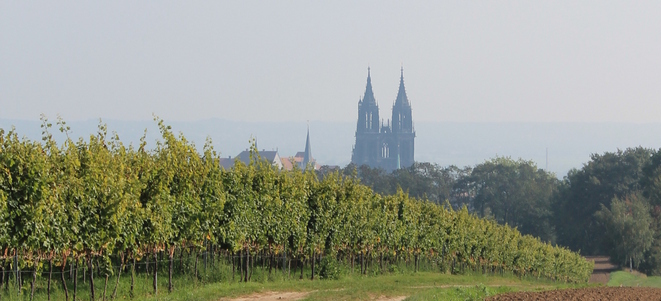 Weinwanderung Meissen
