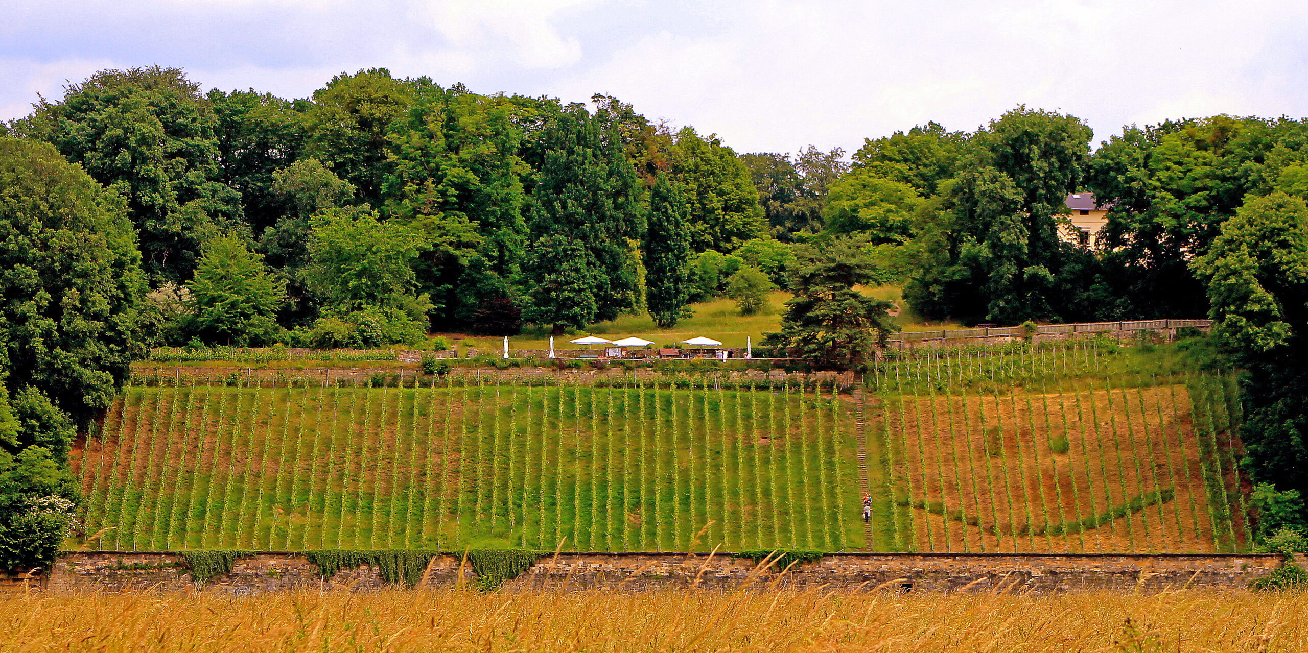 Weinwanderung Loschwitz