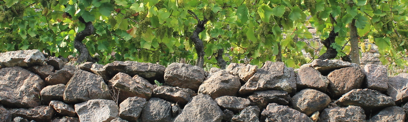 WeinWanderung Cossebaude